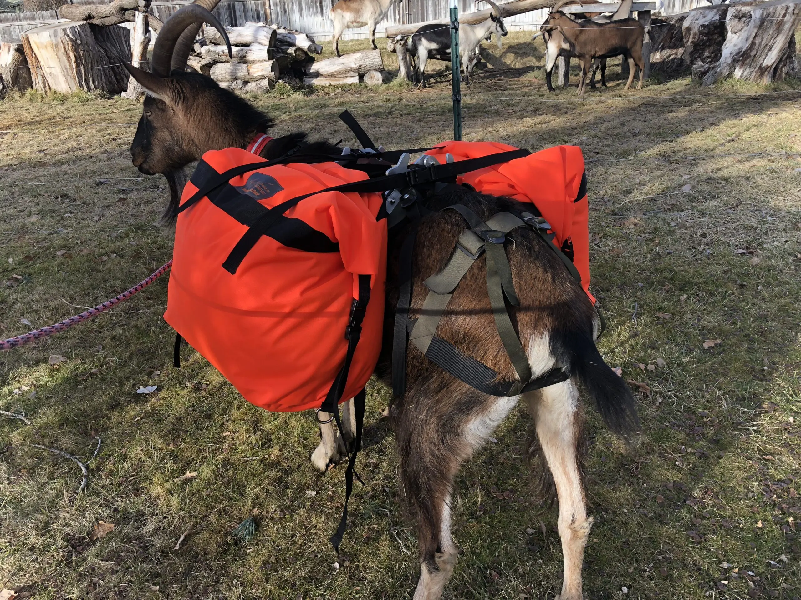 Critter-Getter Pack Goat Panniers - Packgoats.com Best Pack Goat Panniers