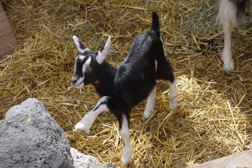 buy a baby goat
