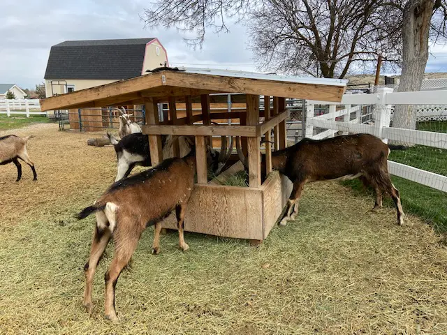 Goat Feeder - Packgoats.com Goat Feeder