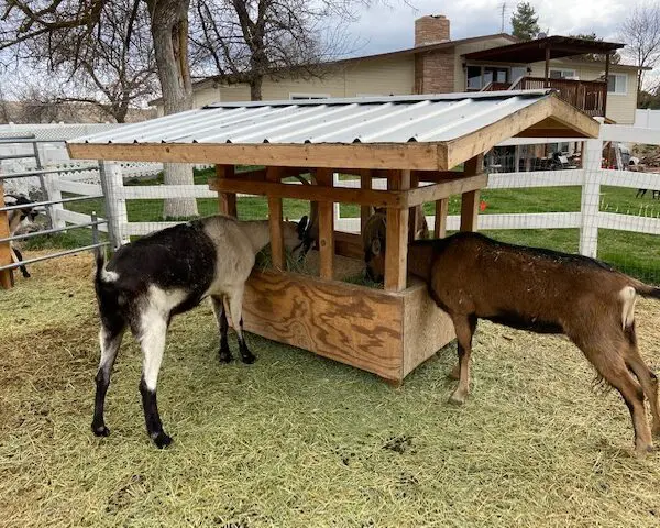 Goat Feeder