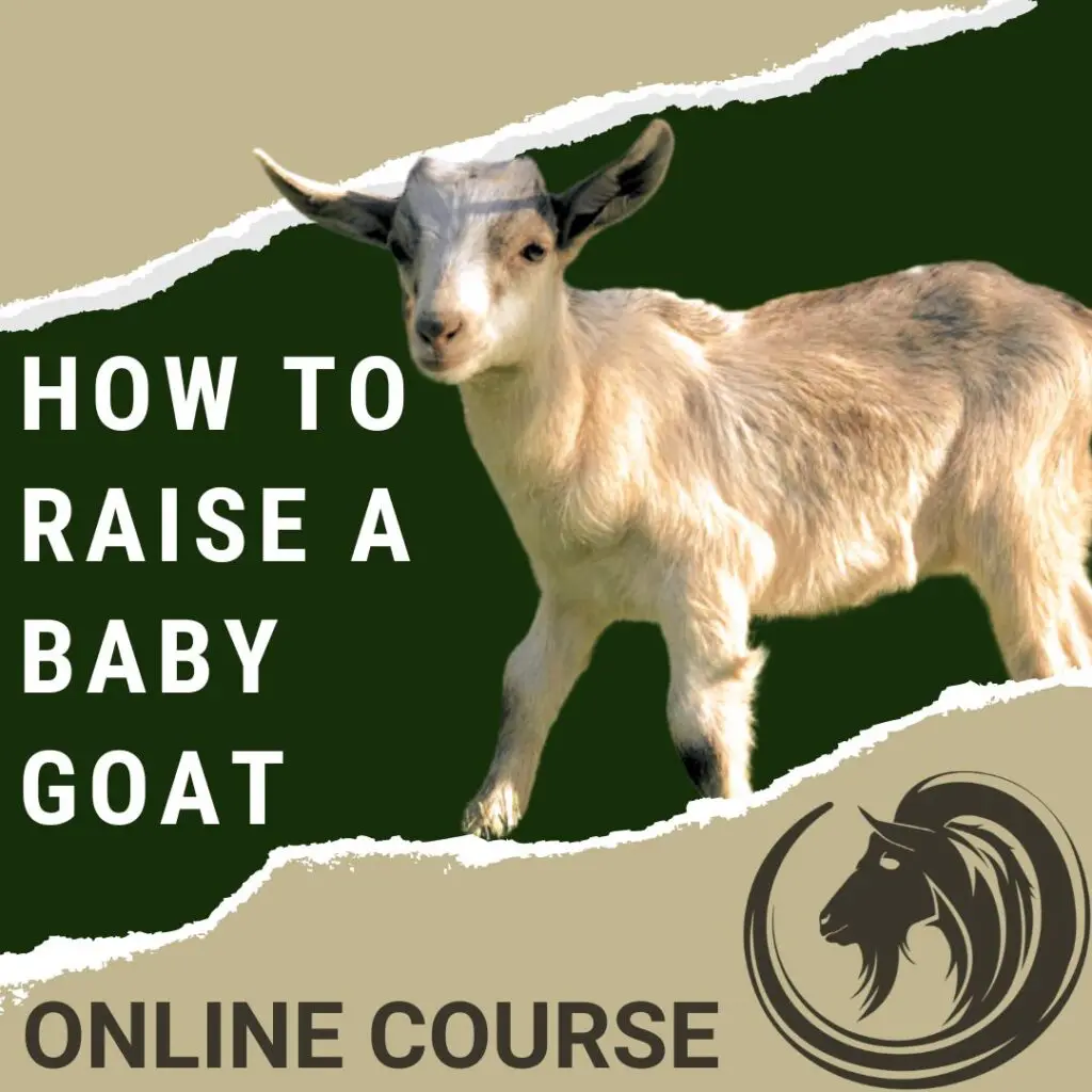 How To Raise A Baby Goat Course