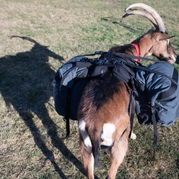 Pack Goat Soft Saddle