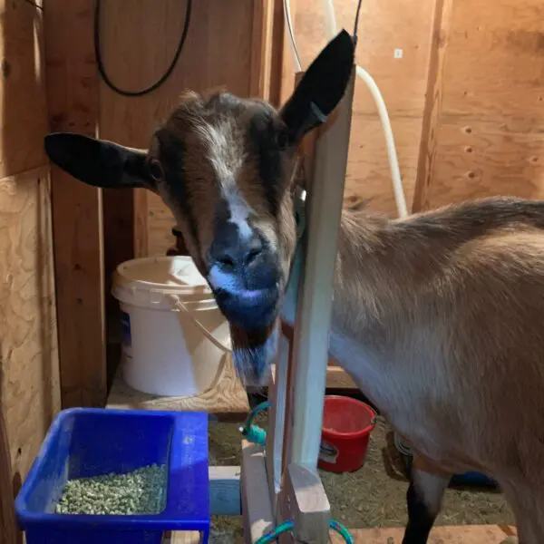 MIlking Goats