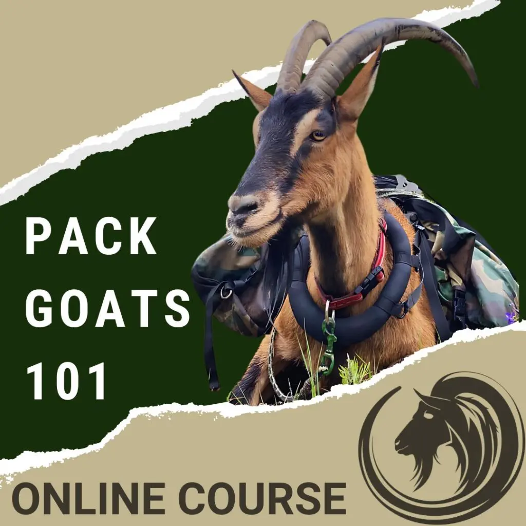 Pack Goats 101 Course