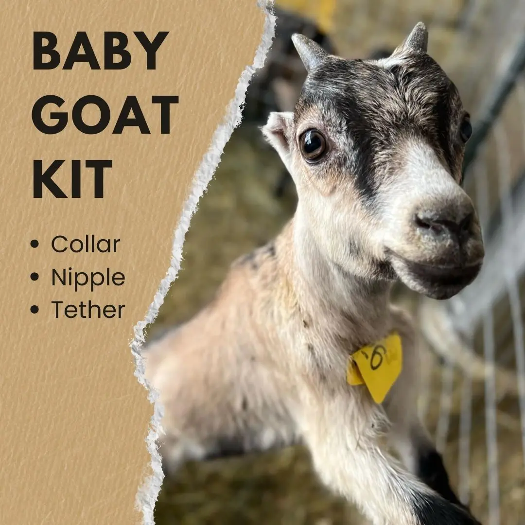 Baby Goat Kit 1 - Packgoats.com