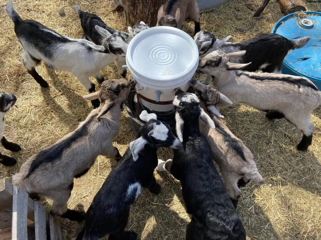 bottle feeding goats