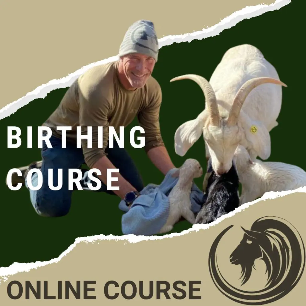 Goat Birthing Course