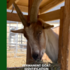 Permanent Goat Identification - Packgoats.com Permanent Goat Identification Guide