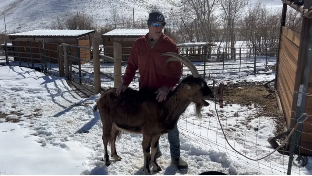 Leading A Goat Without A Collar