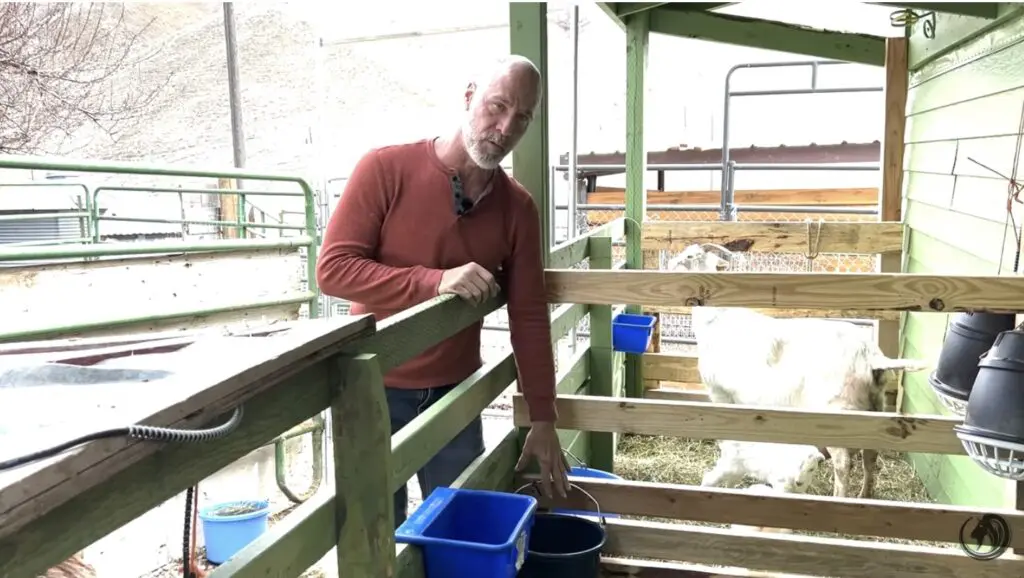 After A Doe Gives Birth