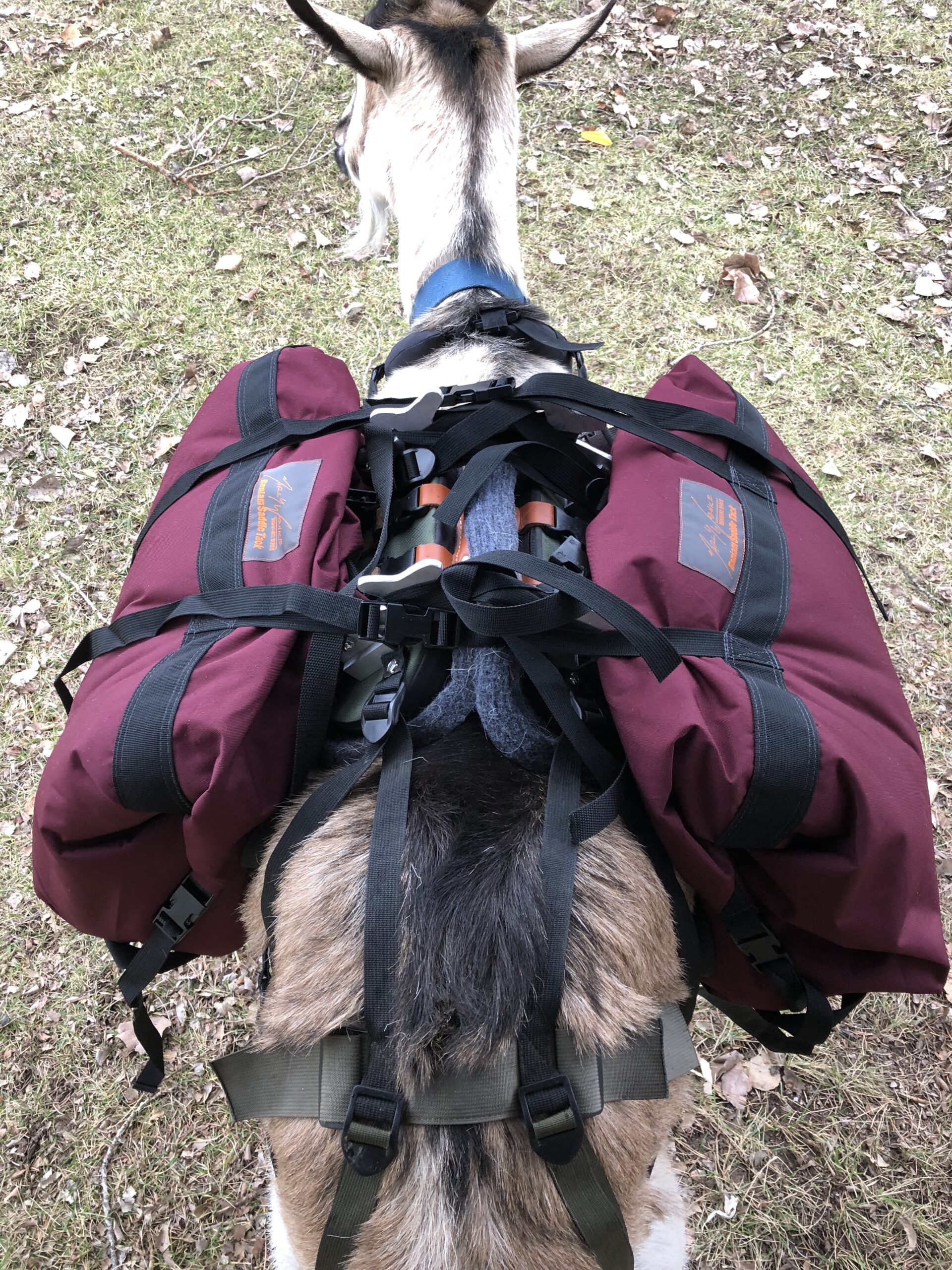 Back-View-Pack-Goat-Panniers - Packgoats.com