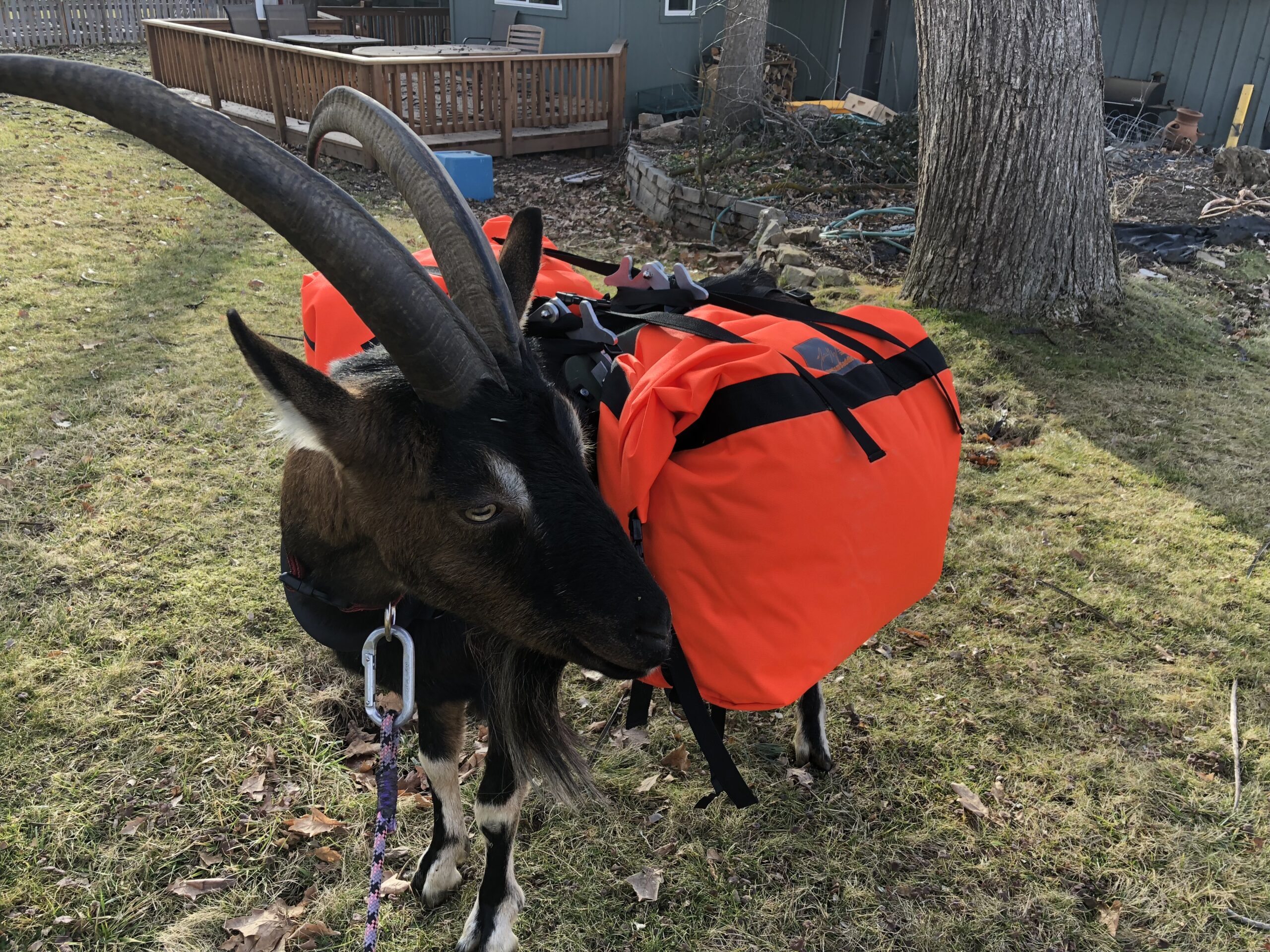 Pack-Goat-Panniers - Packgoats.com