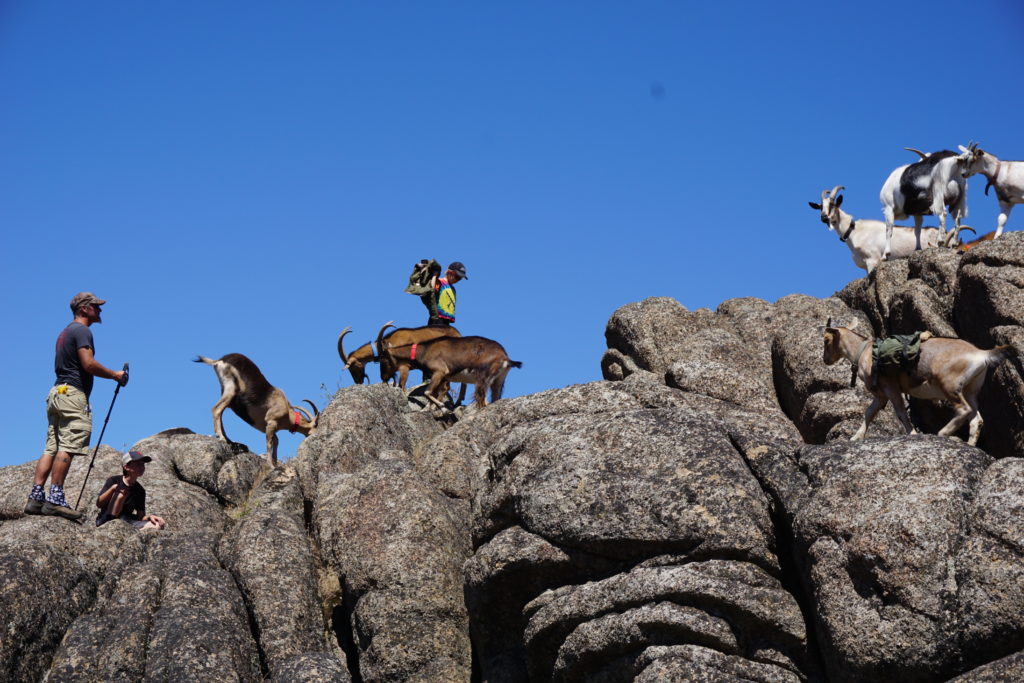 DSC00974-1024x683 - Packgoats.com pack goat conditioning