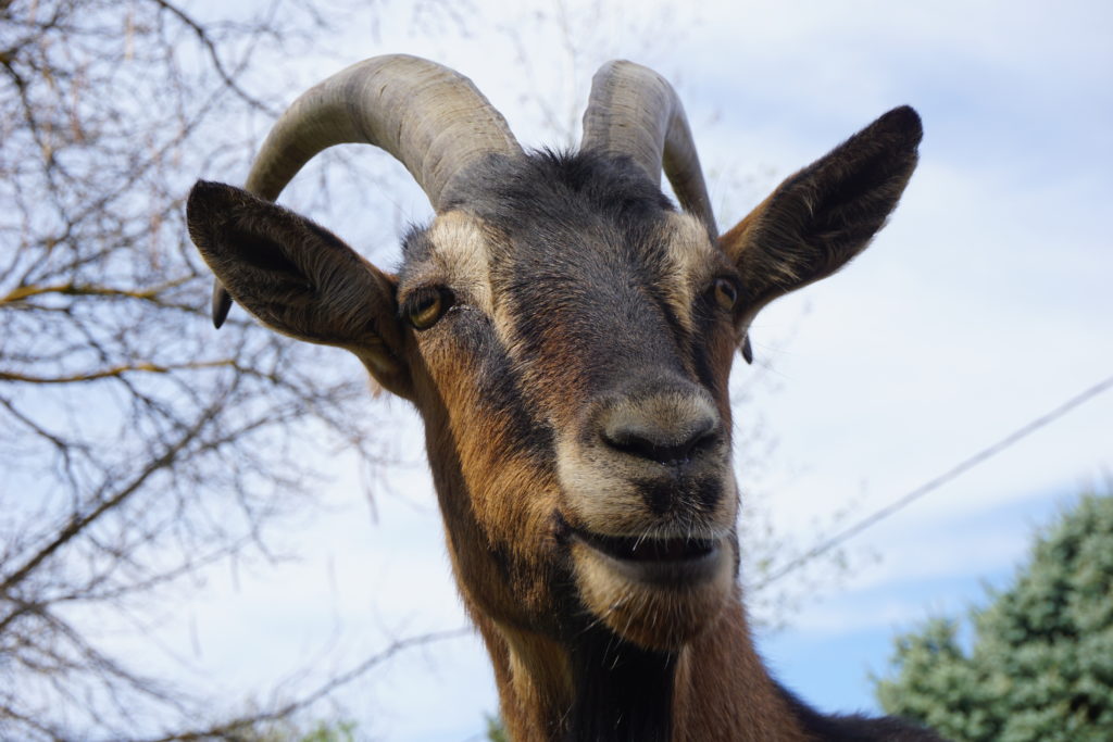 How to weigh pack goats