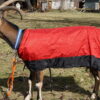 Shell-Large - Packgoats.com Goat coat