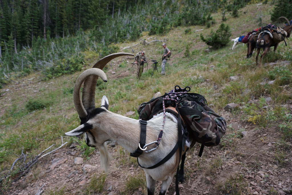 Hunting with Pack Goats
