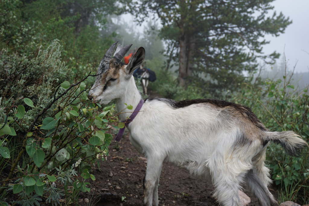 Training your pack goat kid