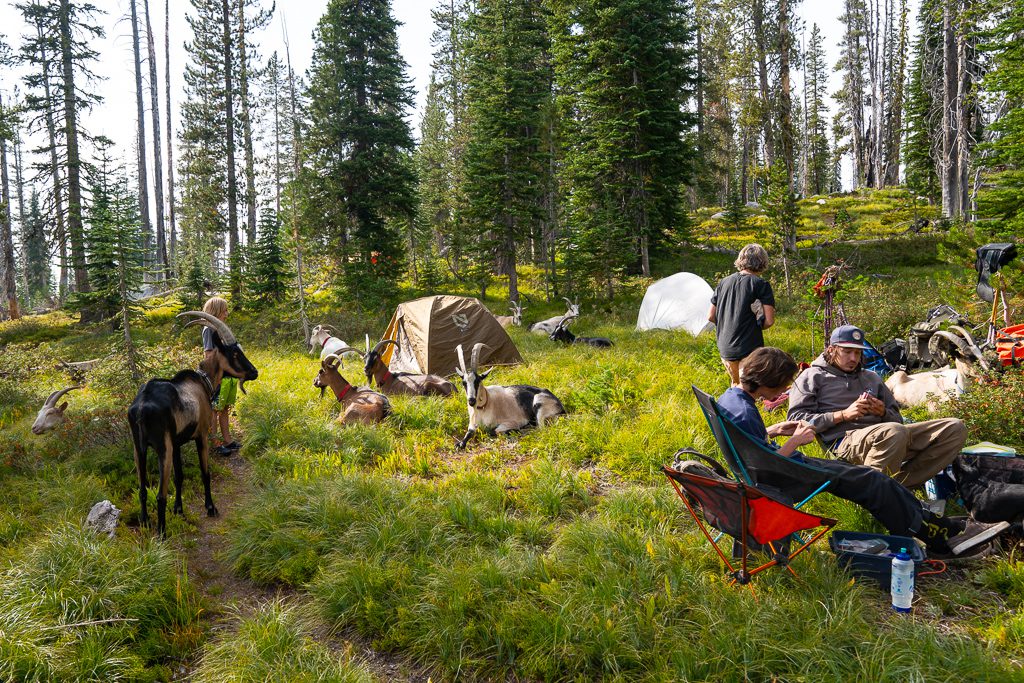 The Pack Goat Gear You Need As Your Goats Grow Into Packers - Packgoats.com