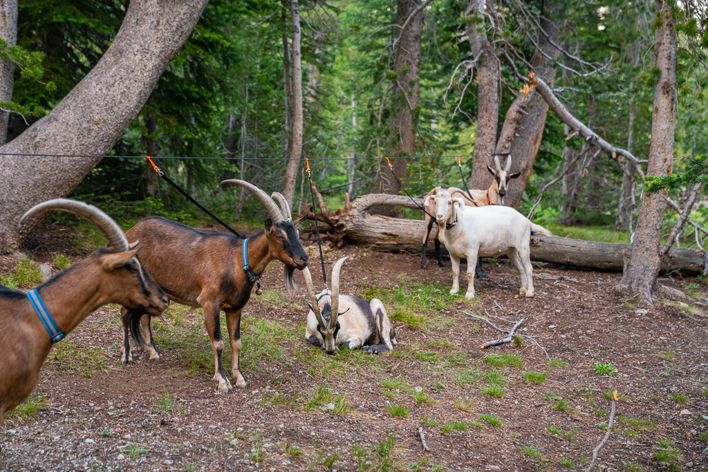 Owning and raising Goats