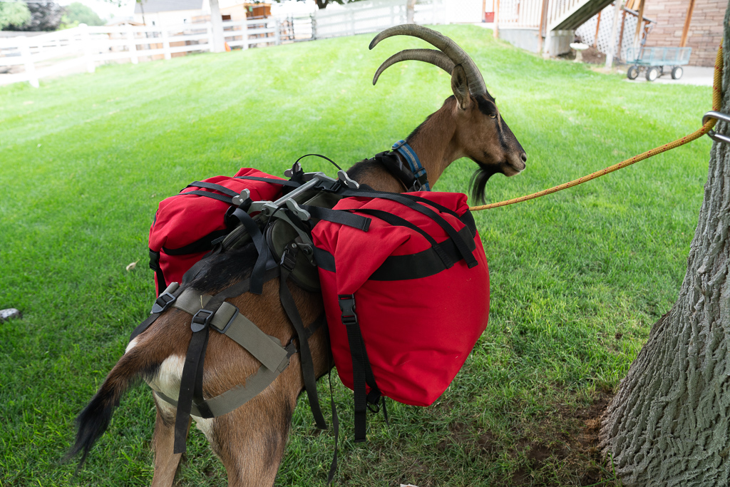 small roll top pannier