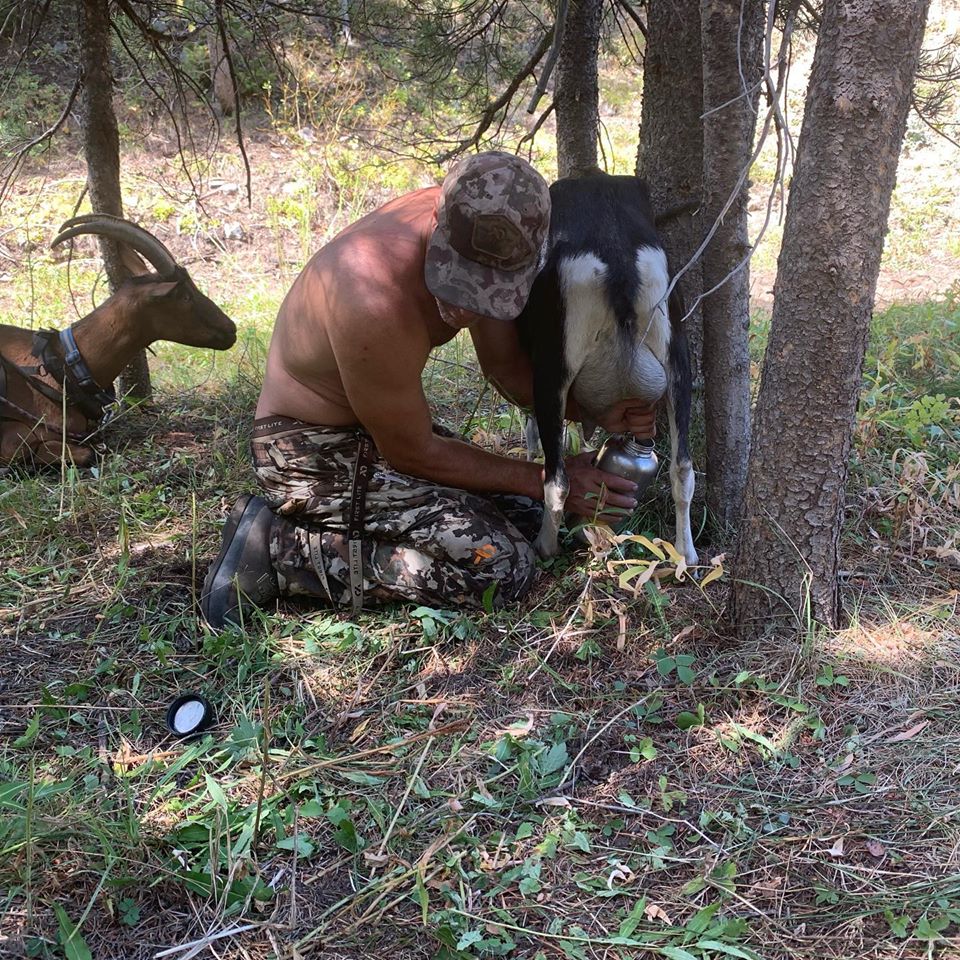 Does and bucks used as pack goats