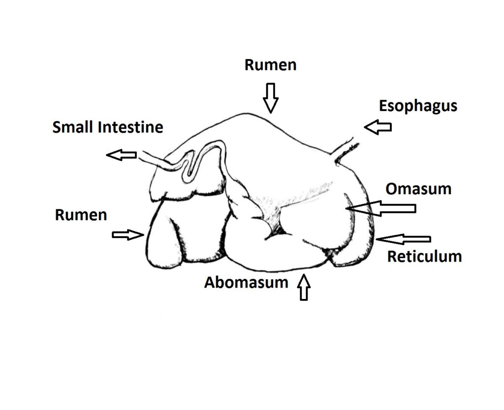 Goats Ruminant System Goat Digestive System: What it is and how it works