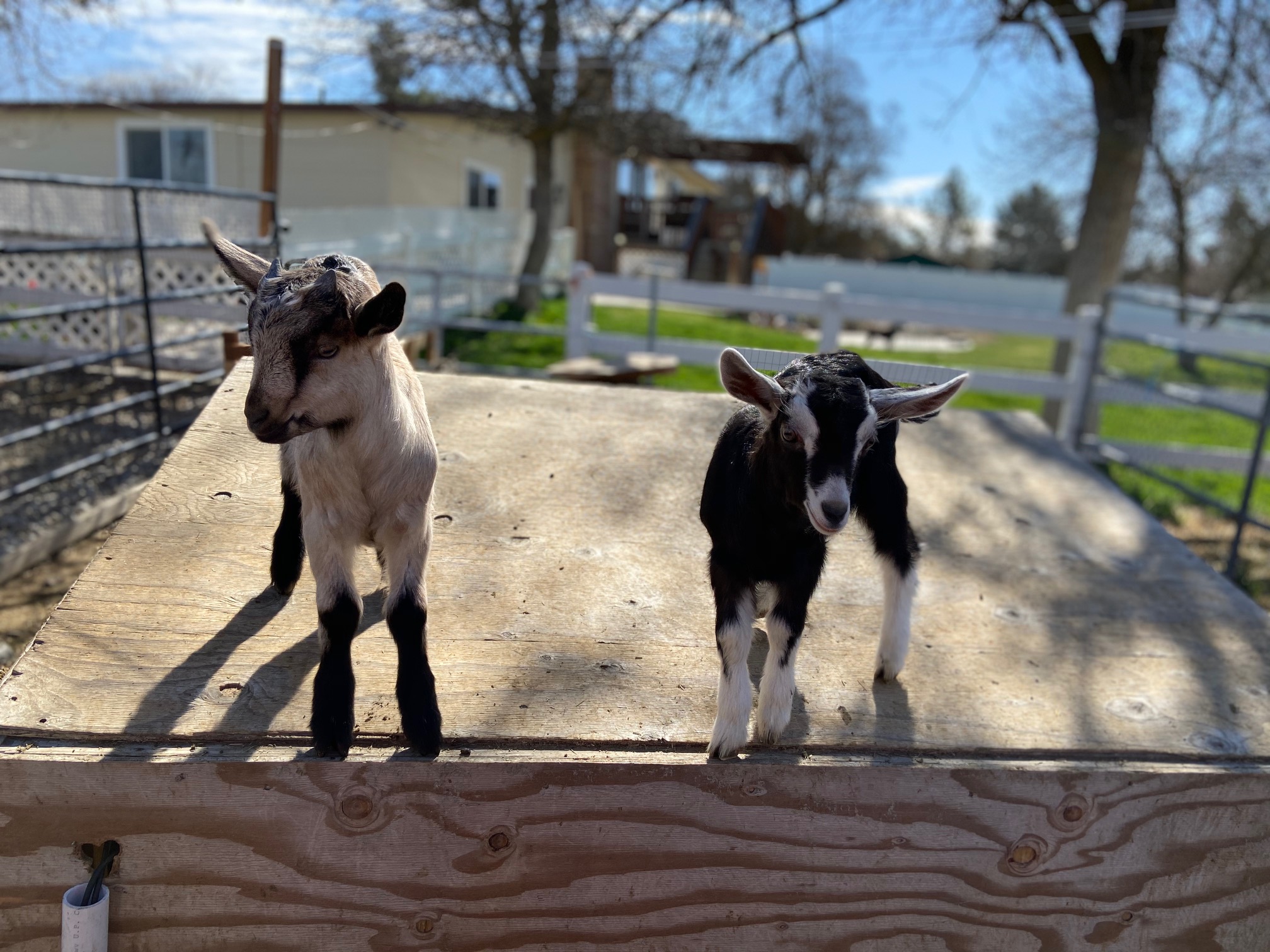 Baby Goats