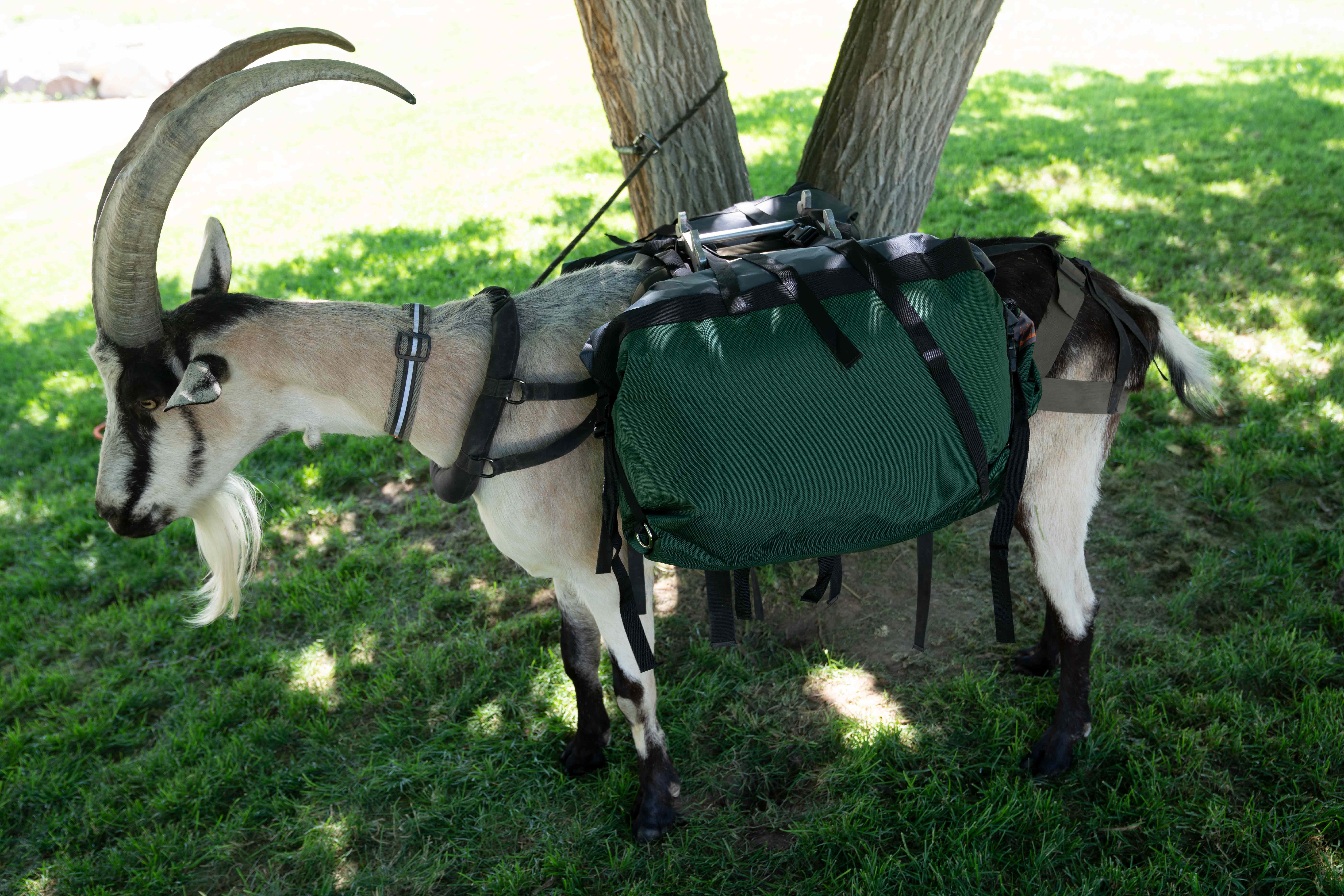 Hardcore Pannier Set - Packgoats.com Hardcore Pannier Set