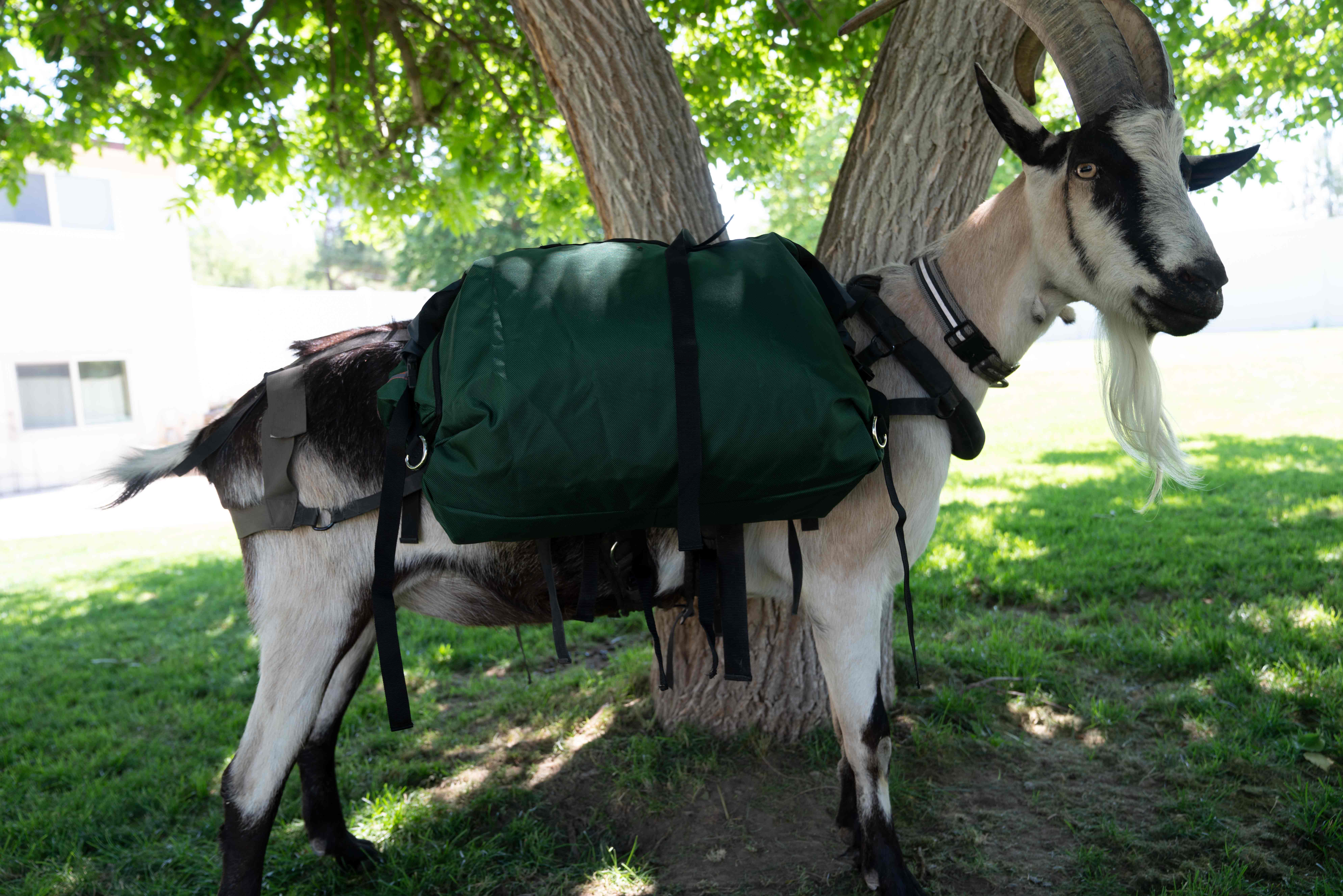 Hardcore Pannier Set - Packgoats.com Hardcore Pannier Set