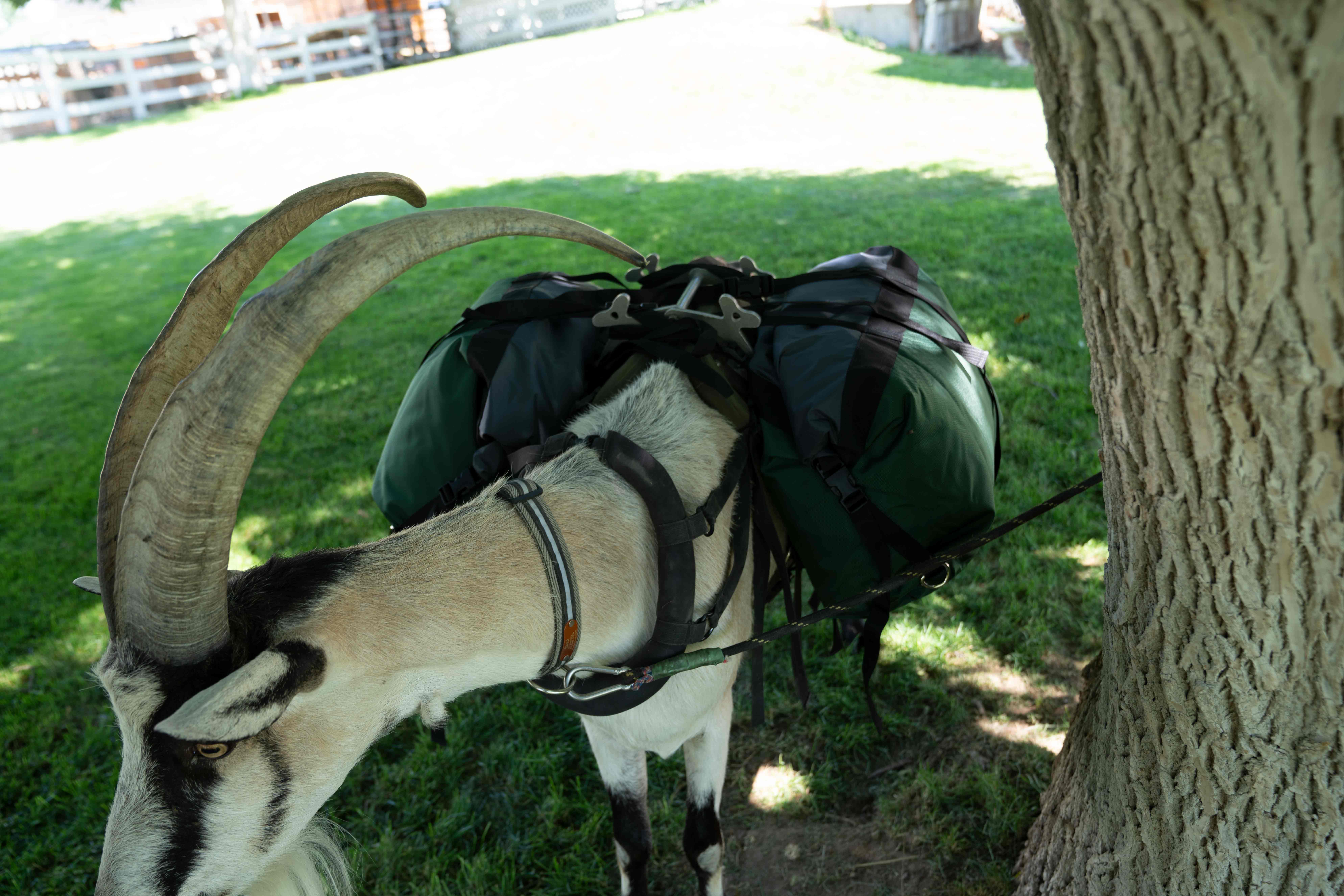 Hardcore Pannier Set - Packgoats.com Hardcore Pannier Set