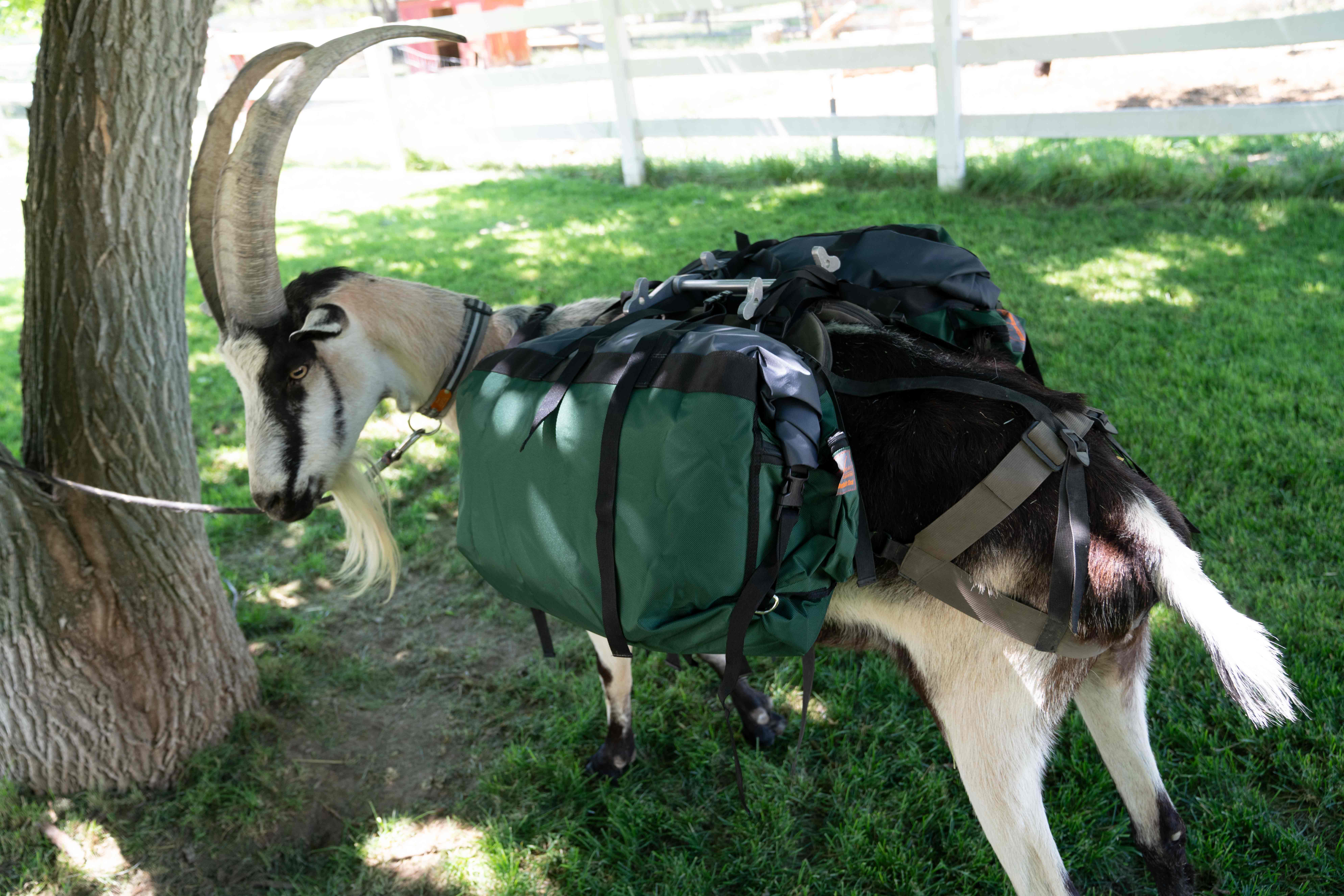 Hardcore Pannier Set - Packgoats.com Hardcore Pannier Set