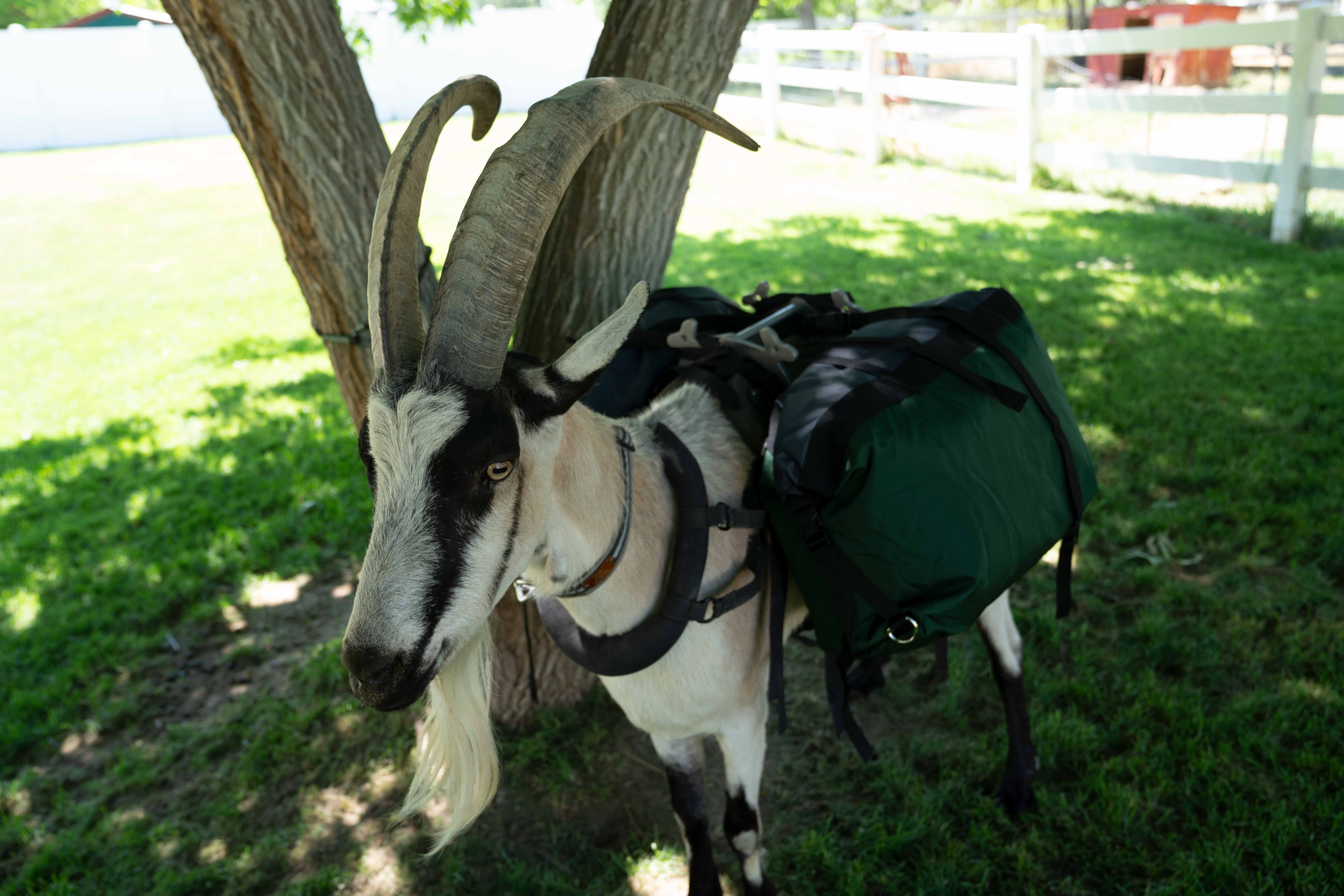 Hardcore Pannier Set - Packgoats.com Hardcore Pannier Set