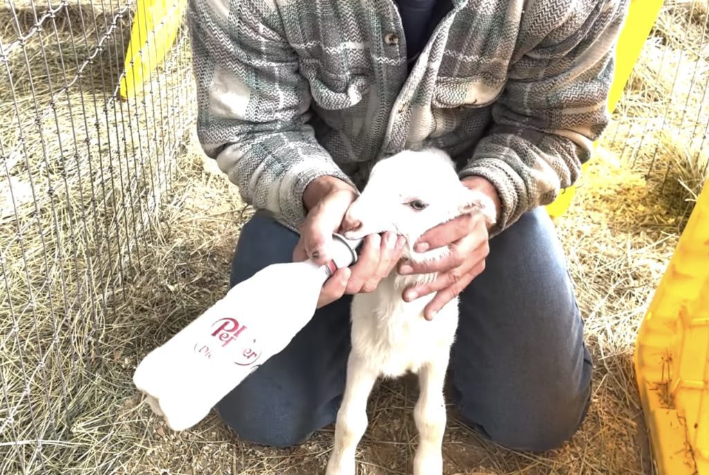 How To Handle A Baby Goat When They Won't Take A Bottle