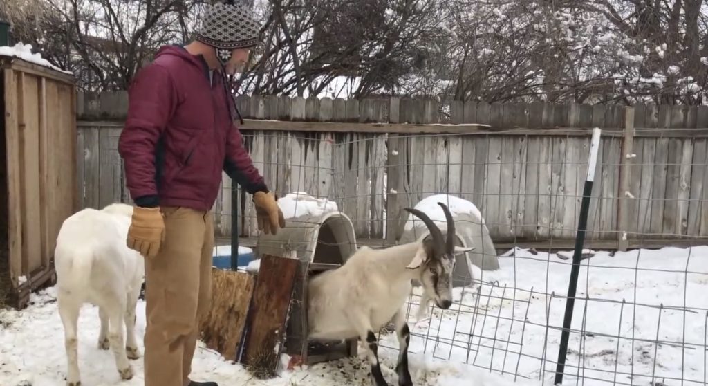 How to Easily Introduce New Babies to Your Pack Goat String